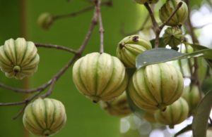 garcinia-cambogia-fruit