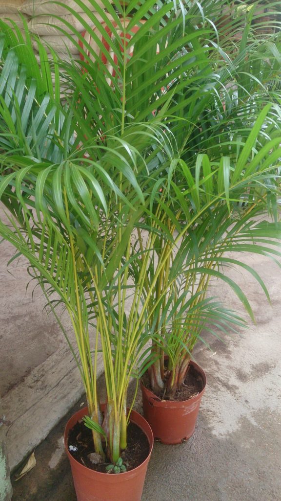 Areca_palm