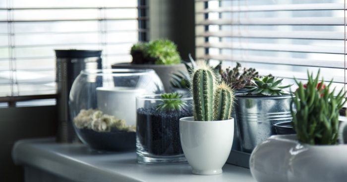 Best Air-Purifying Plants