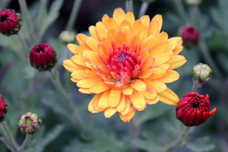 Chrysanthemums