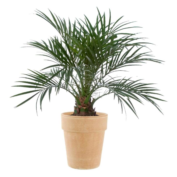 Dwarf Date Palm