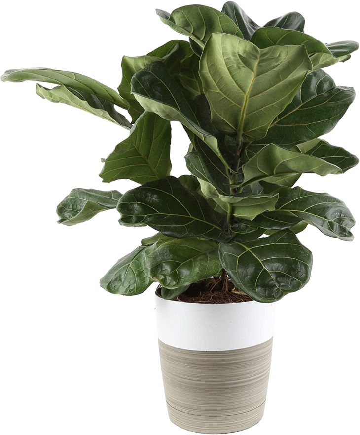 Ficus Fig