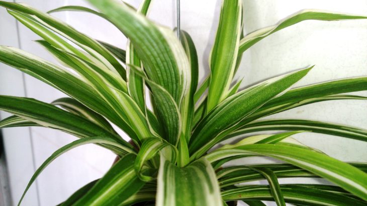 Spider_Plant_(Chlorophytum_comosum)