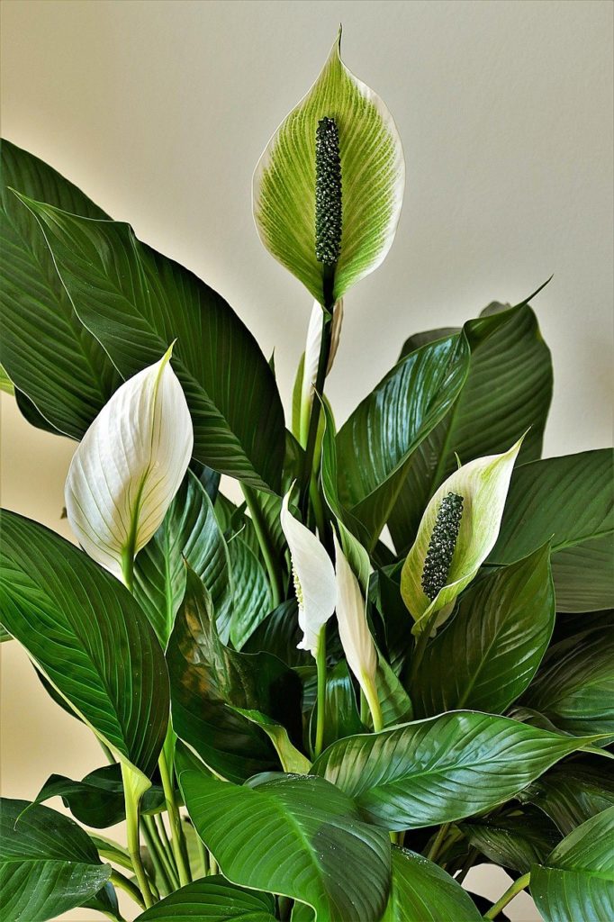 Peace Lilies