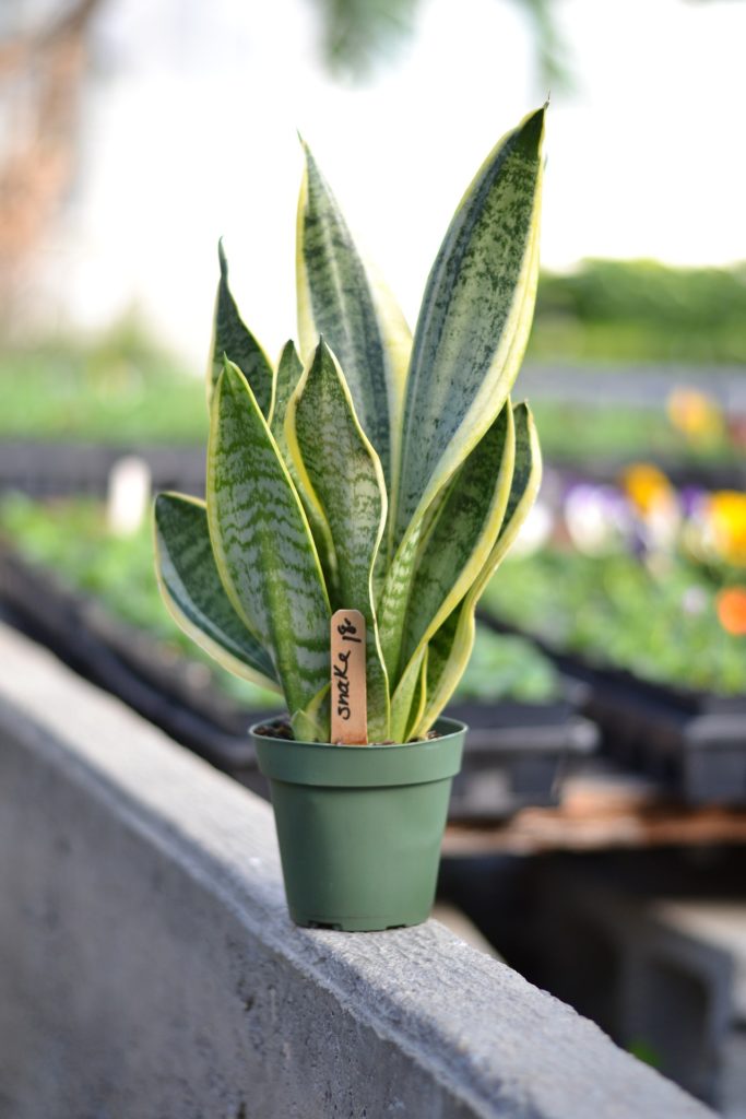 Snake plant