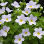 Bacopa Monnieri Review 2023 - Side Effects & Ingredients